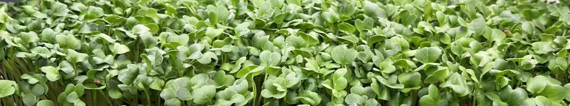 Rack of Microgreens Trays under LED Lights