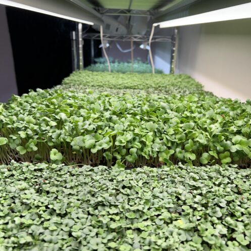 Rack of Microgreens Trays under LED Lights