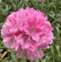 Beautiful pink flower cluster of the Armeria Dreameria Daydream